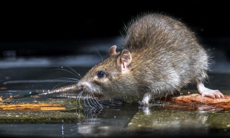 Rats This page provides information on the rat issue in our community, including how to report sightings, the City’s response process, and resources for prevention and management.
