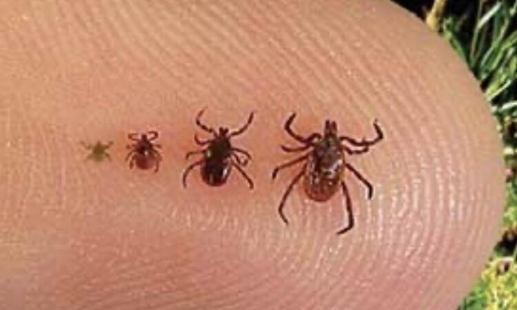 Ticks Learn how to protect yourself and your family from Lyme disease and West Nile virus this summer with tips and updates from Ottawa Public Health.